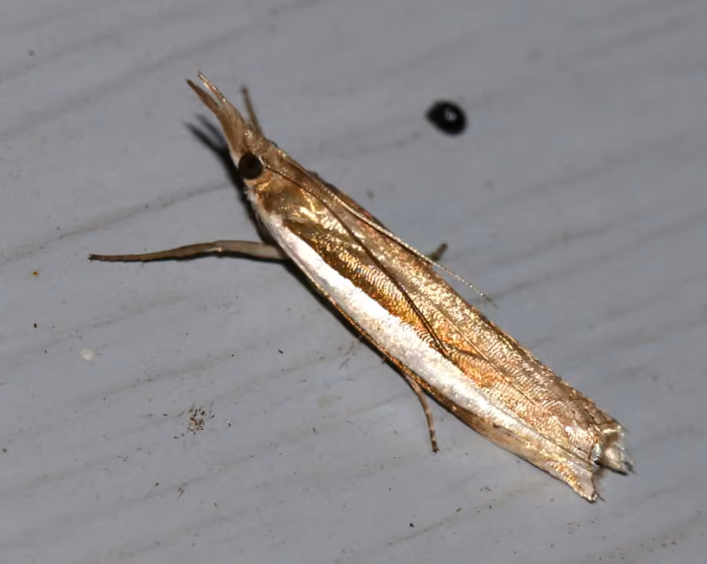 Leach's Grass-veneer, Adulte