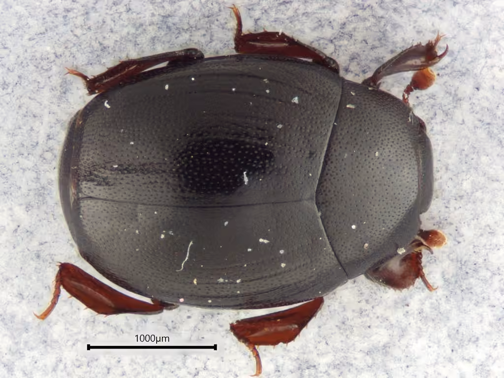 Punctured Clown Beetle, photo 1 of 5