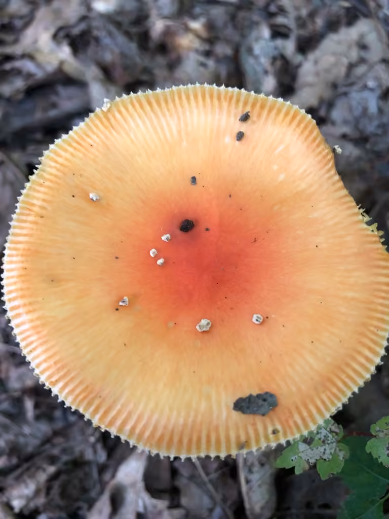 False Caesar's Mushroom, photo 3 of 5
