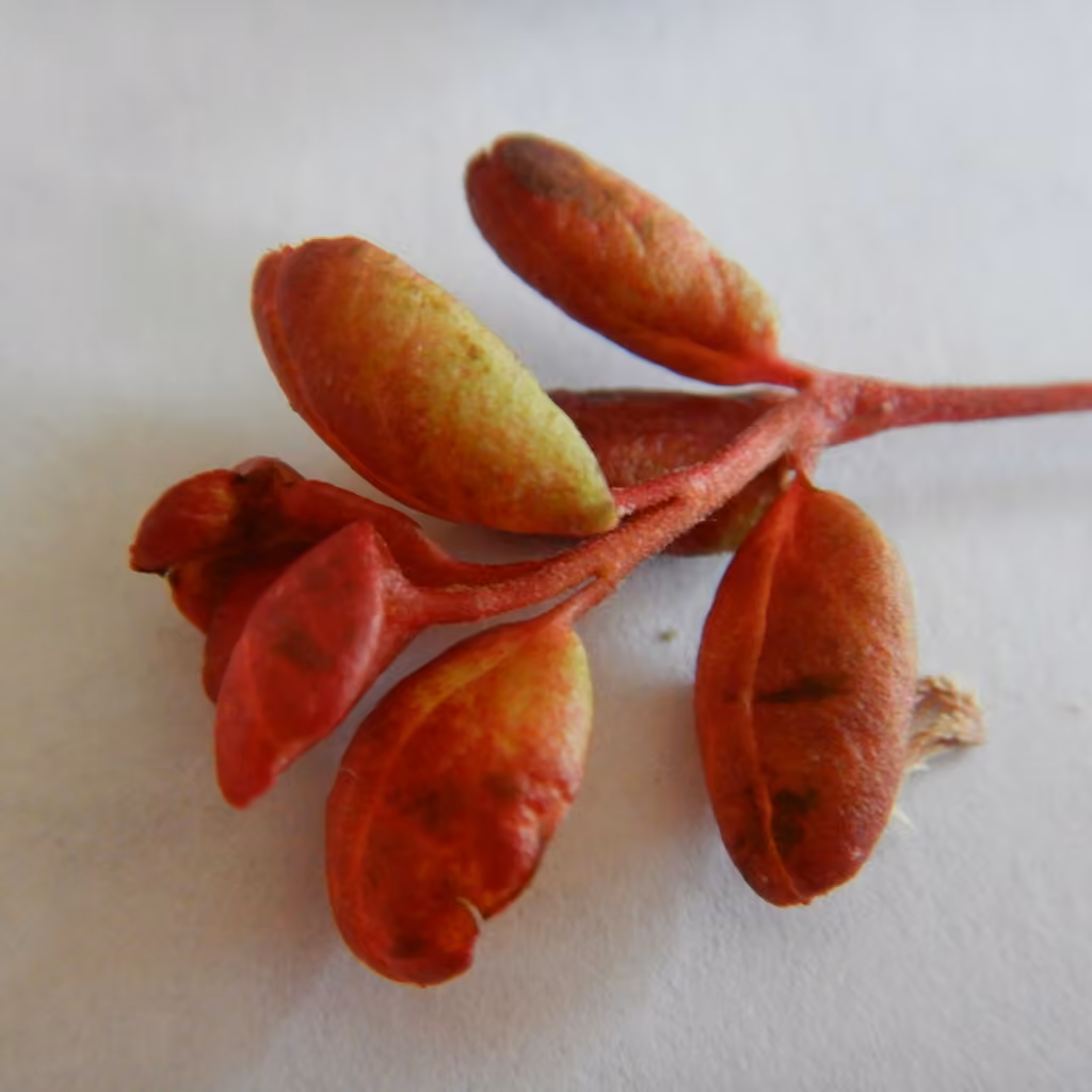 Exobasidium splendidum, photo 2 of 5