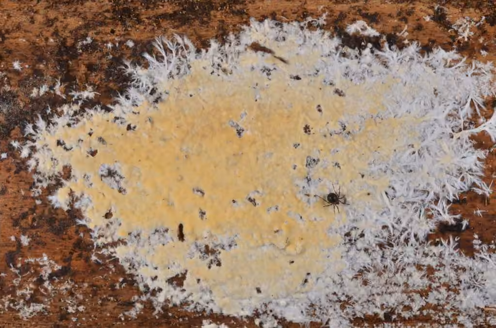 Vesiculomyces citrinus, photo 1 sur 5