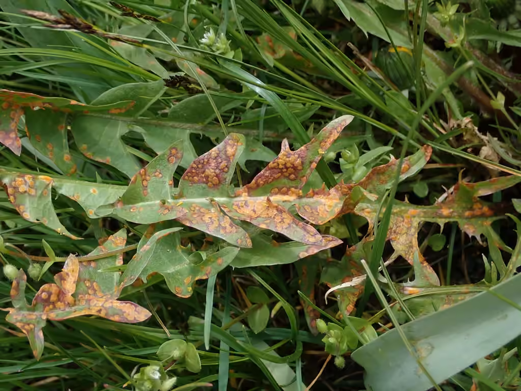 Puccinia dioicae, photo 1 sur 5