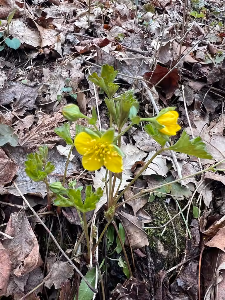 Waldsteinie faux-fraisier, En fleurs