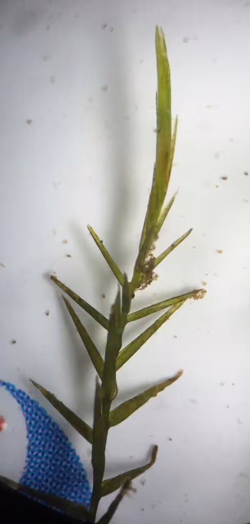 Fontinalis moss, photo 1 of 5