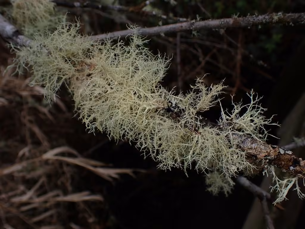 Beard lichen, photo 2 of 5