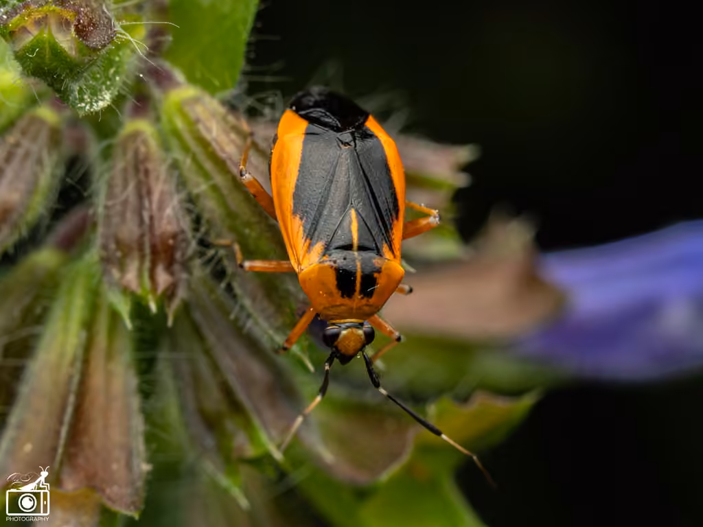 Wild Onion Mirid, photo 1 sur 5