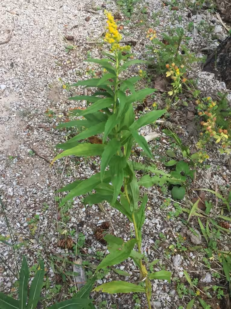 Bartram's goldenrod, photo 3 of 5