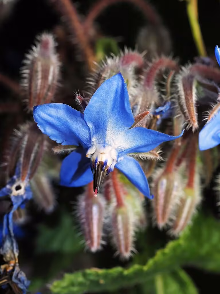 Common borage, photo 3 of 5