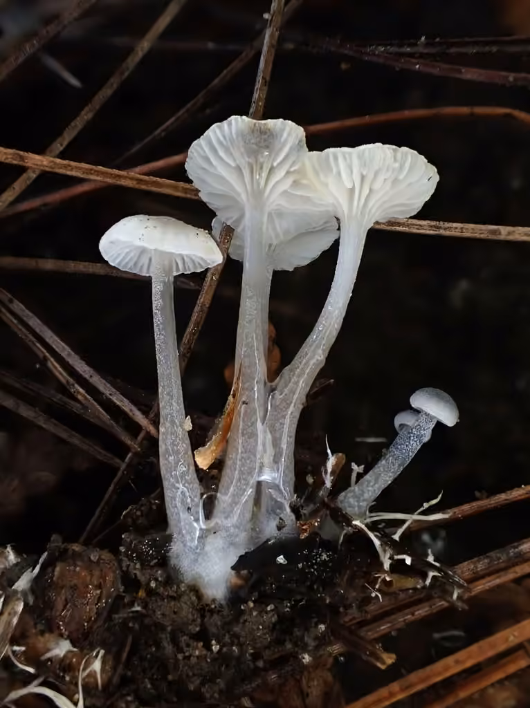 Mycena odorifera, photo 3 of 5