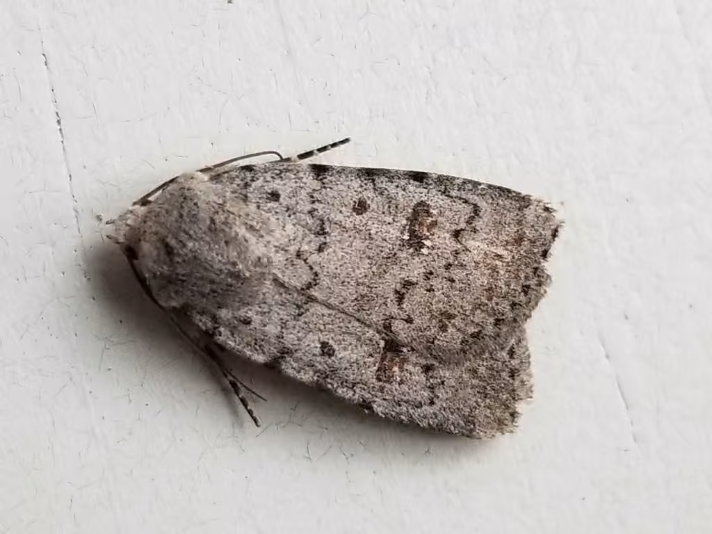 Speckled Rustic, Adulte