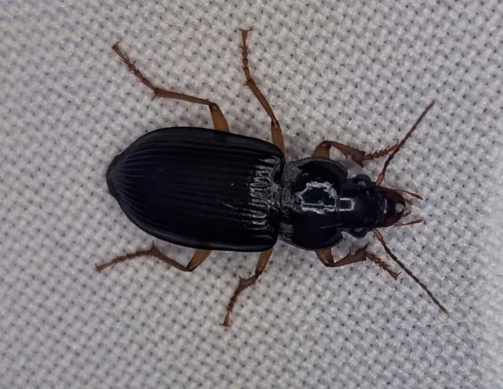 Crowned harp ground beetle, photo 3 of 5