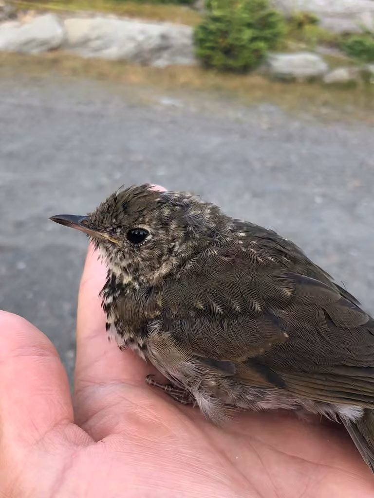 Bicknell's Thrush, Juvenile