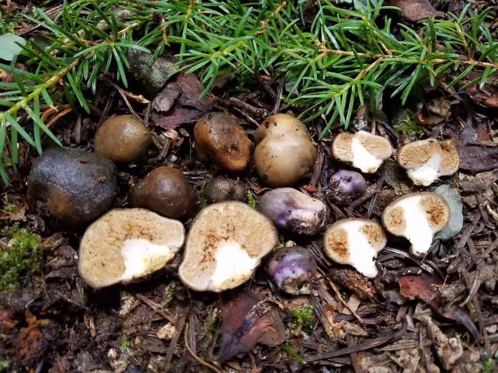 Cortinarius pinguis, photo 3 sur 5