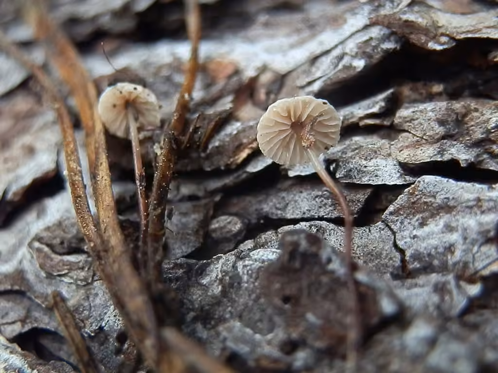 Conifer Pinwheel, photo 3 of 5