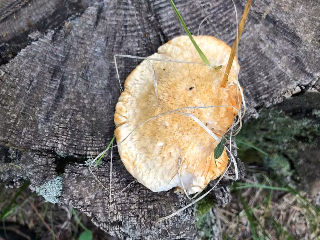 Polypore boréal, photo 2 sur 5