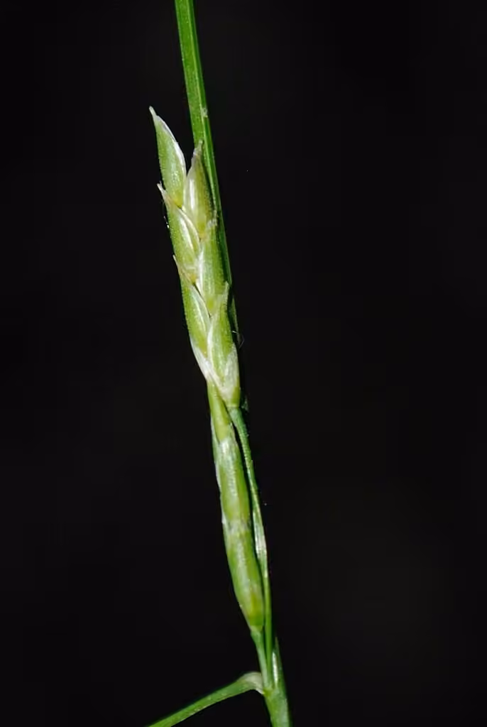 Northern glyceria, photo 1 of 5