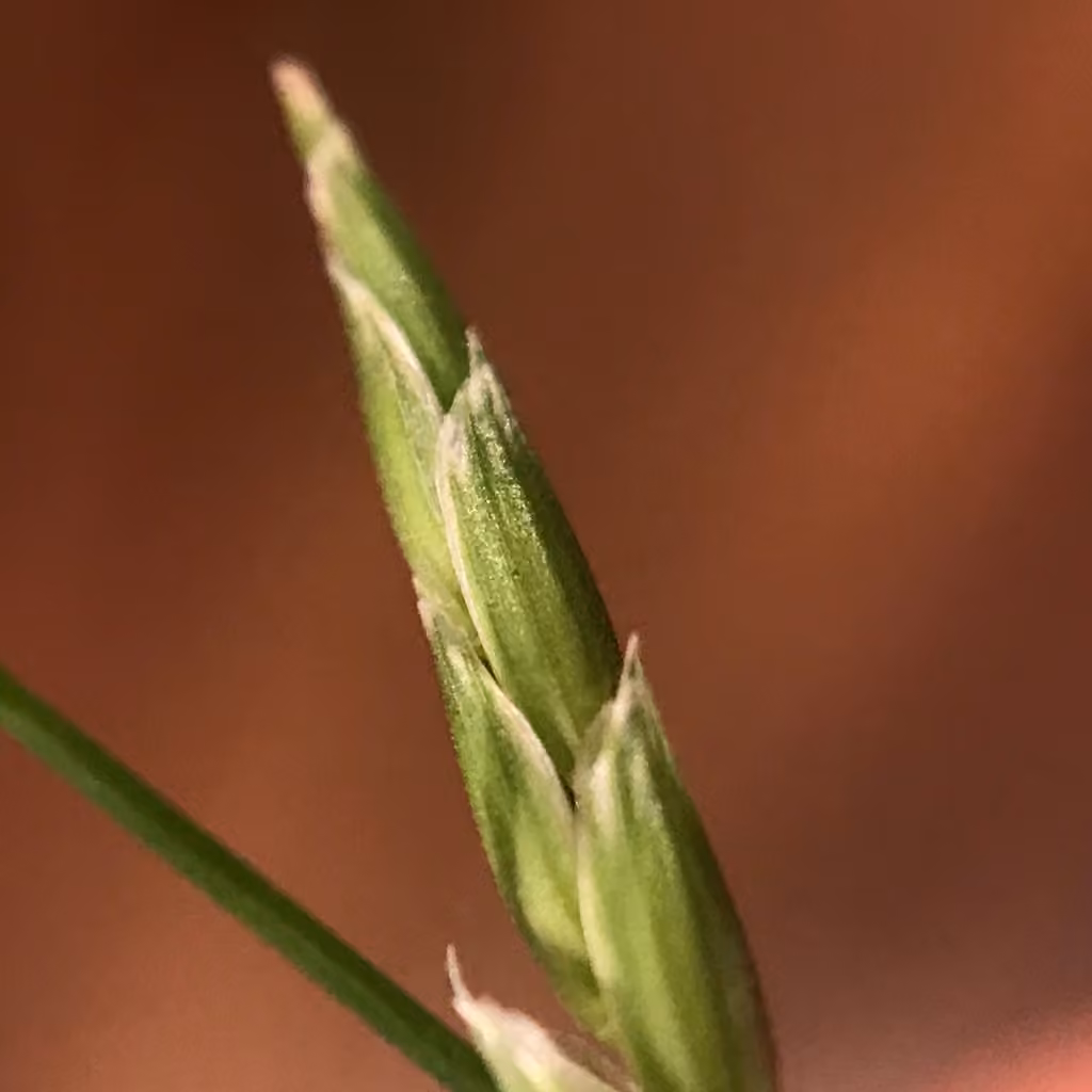 Northern glyceria, photo 2 of 5