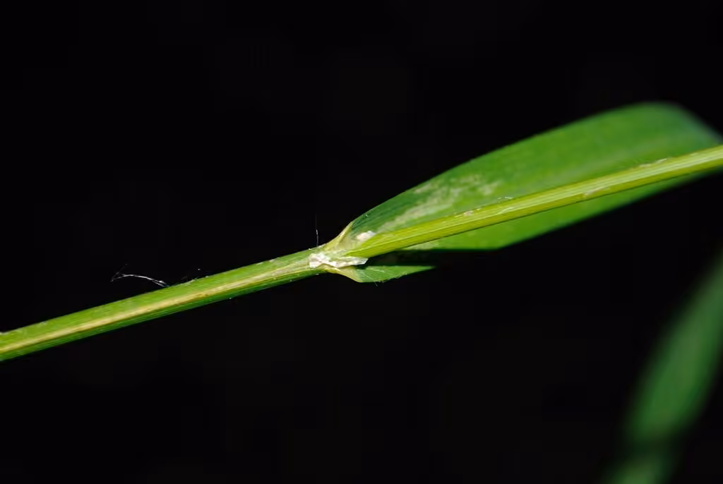 Northern glyceria, photo 3 of 5