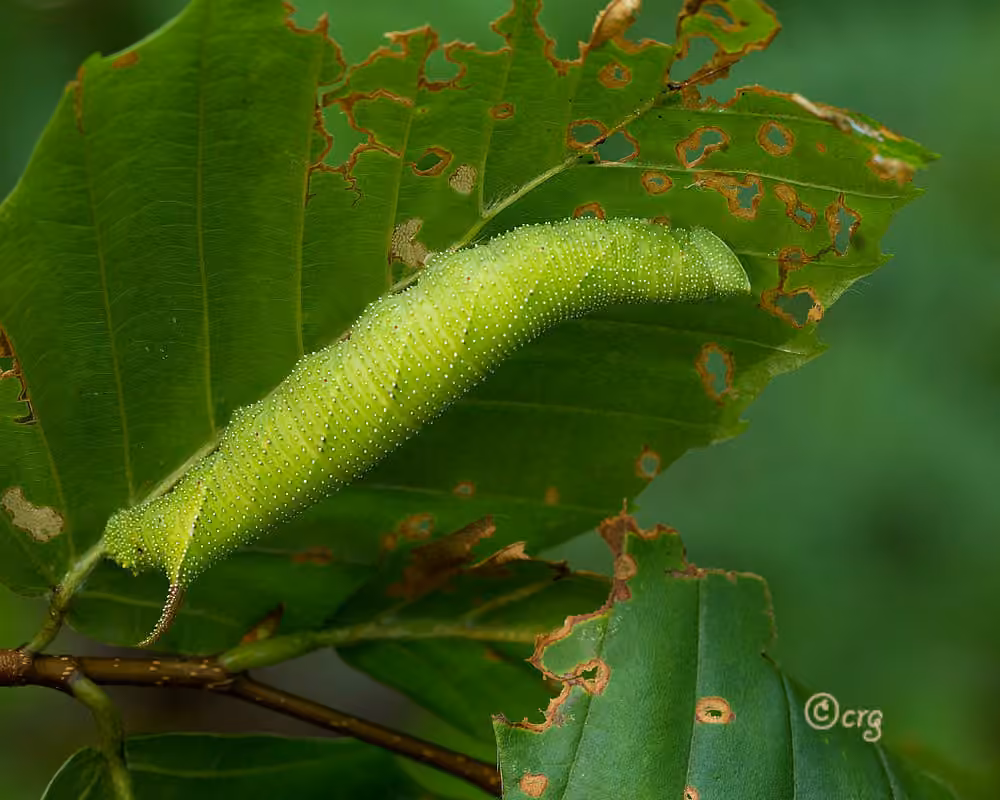 Walnut Sphinx, Caterpillar
