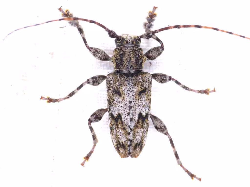 Modest long-horned beetle, photo 2 of 5