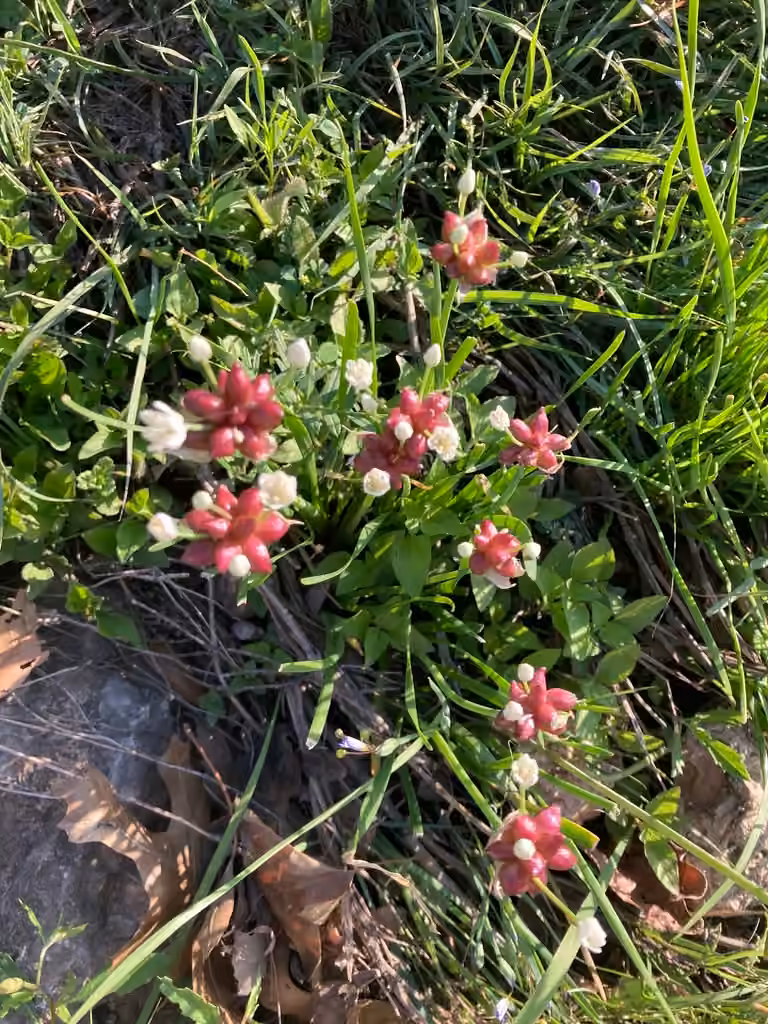 Ail du Canada, En fruits