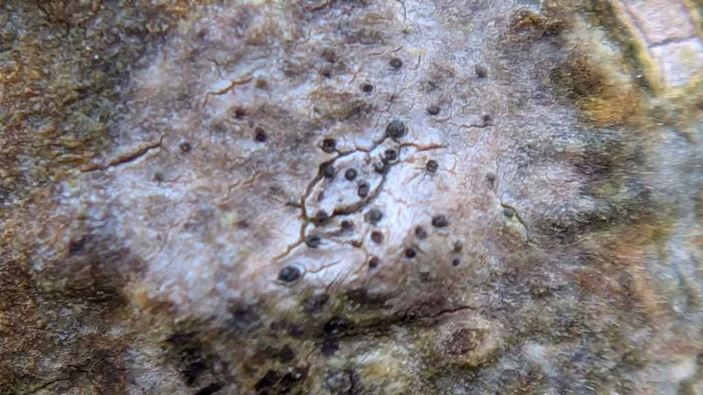 Anisoméride biforme, photo 3 sur 5
