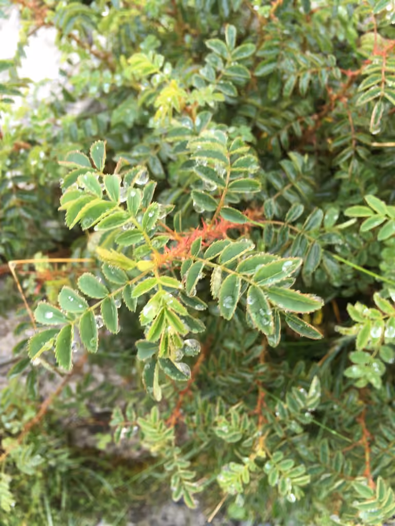 Rosier pimprenelle, photo 1 sur 5