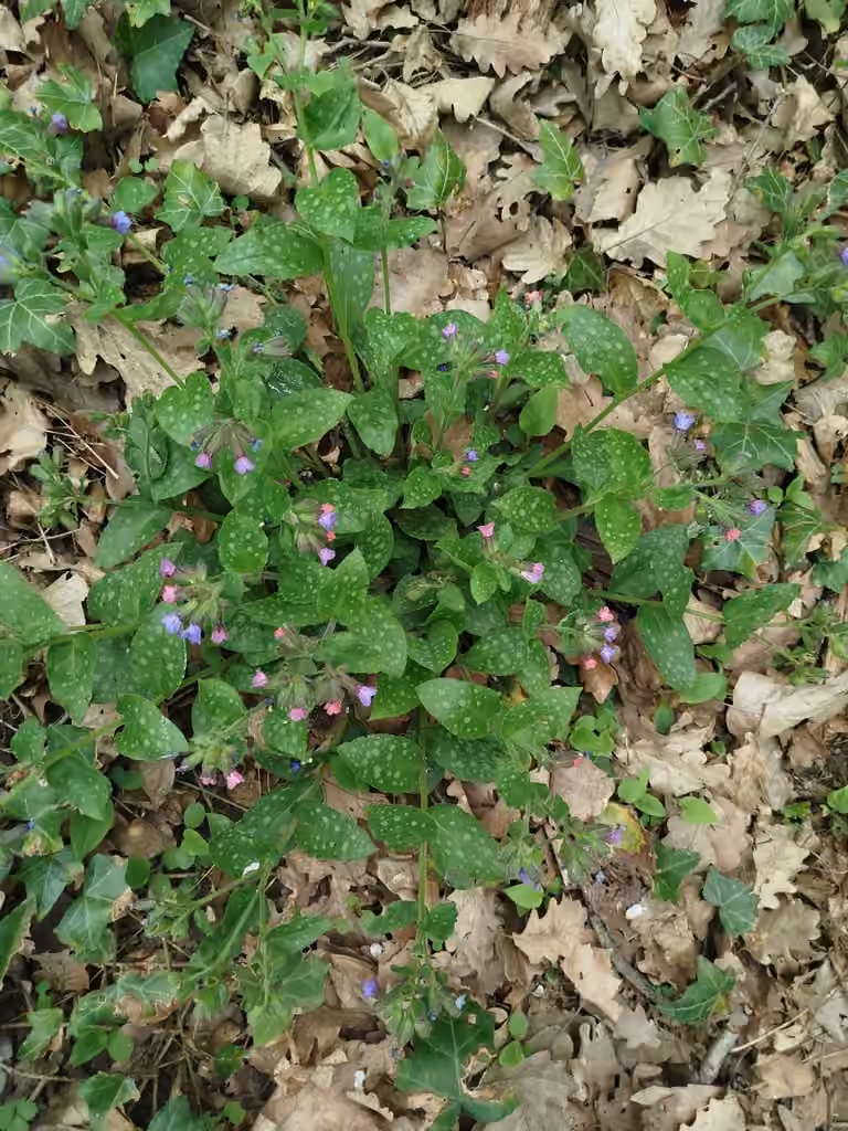 Pulmonaire officinale, En fruits