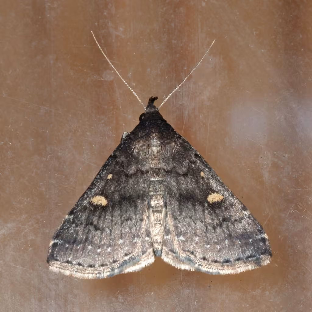 Smoky Tetanolita Moth, photo 2 sur 5
