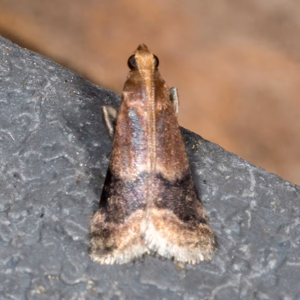 Broad-banded Eulogia Moth, photo 2 sur 5