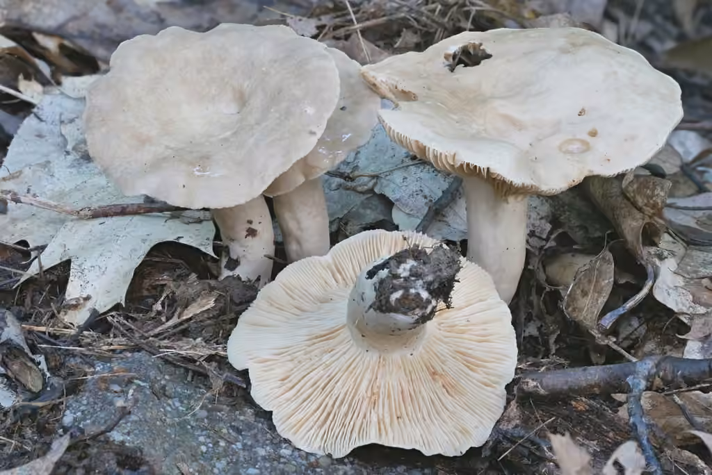 Lactaire enfumé, photo 1 sur 5