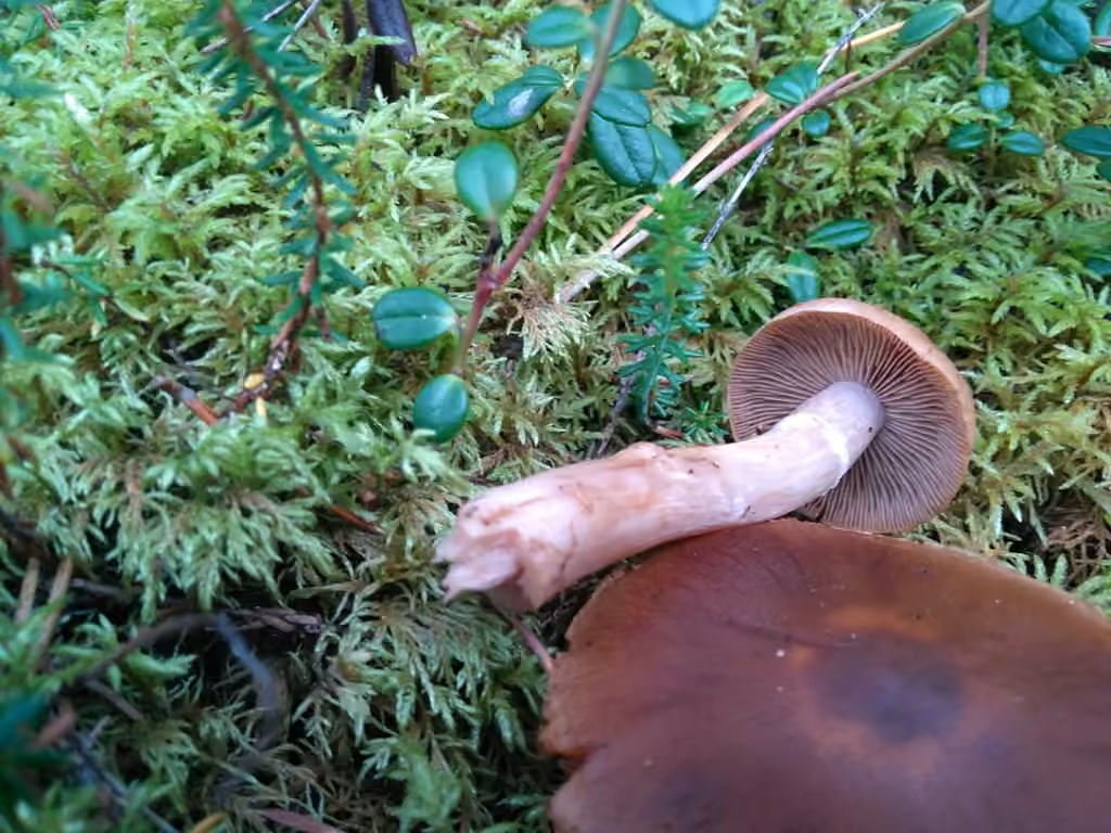 Cortinarius aptecohaerens, photo 2 sur 5