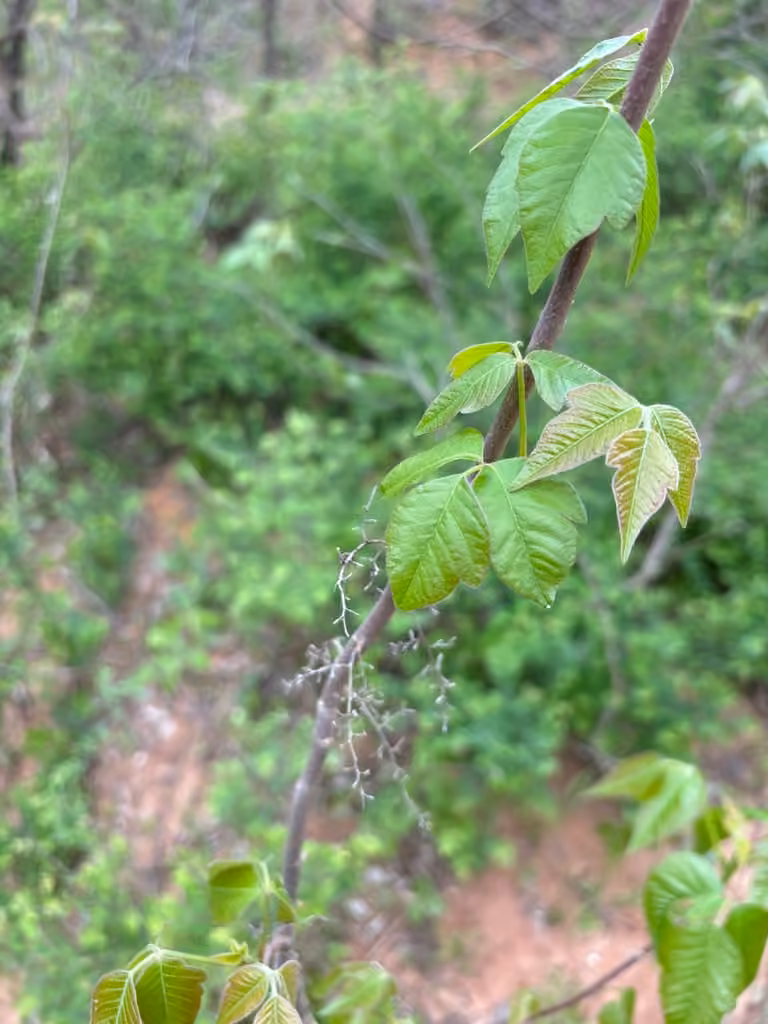 Poison ivy, In fruit