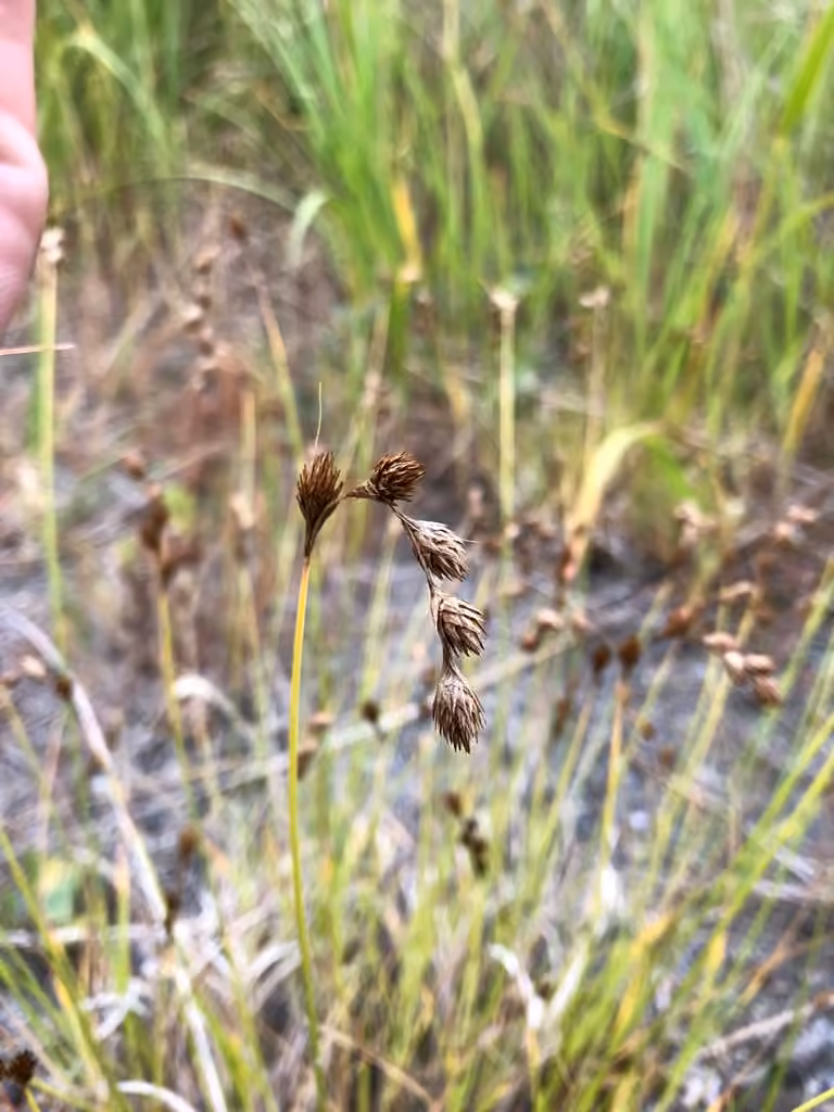 Carex moniliforme, En fruits