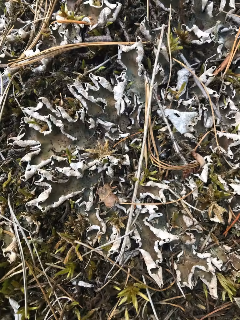 British felt lichen, photo 2 of 5