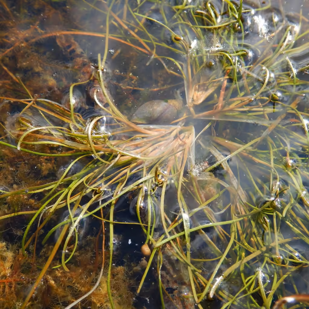 Sheathed pondweed