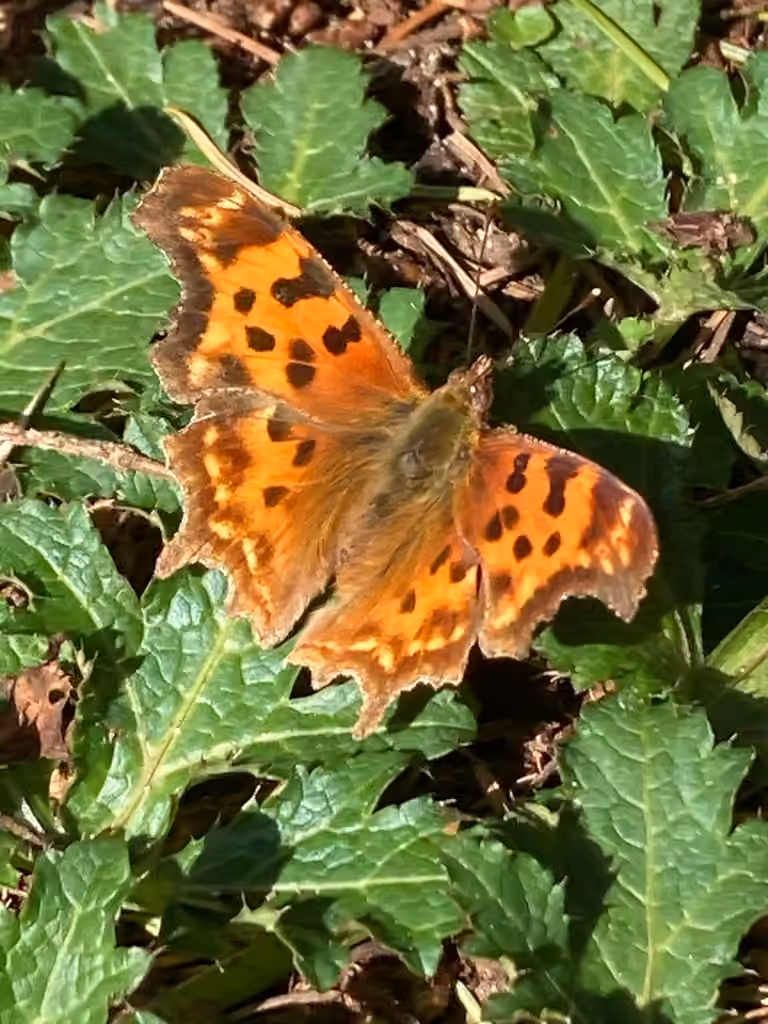 Polygone satyre, Mâle