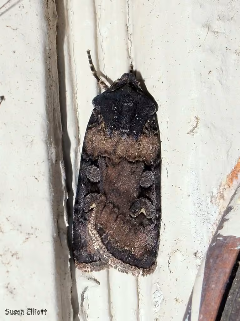 White-striped Dart, Adult