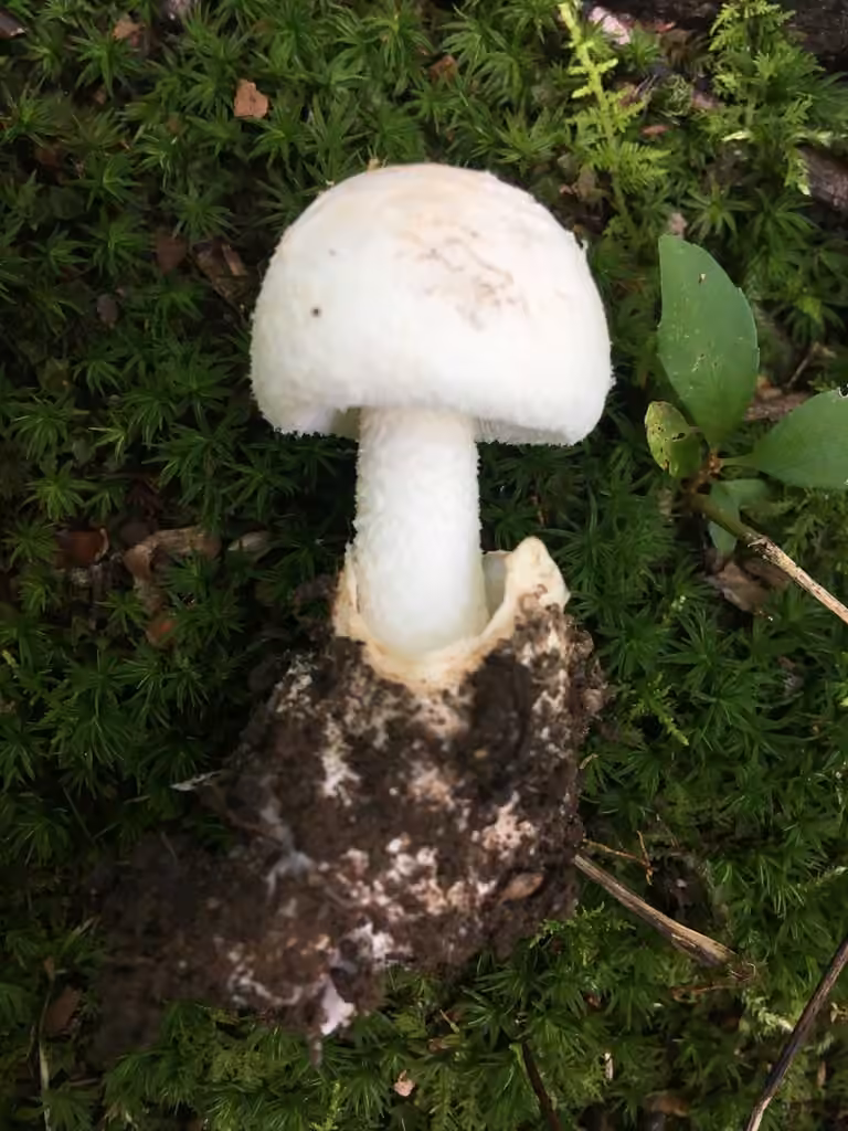Glue cap amanita, photo 1 of 5