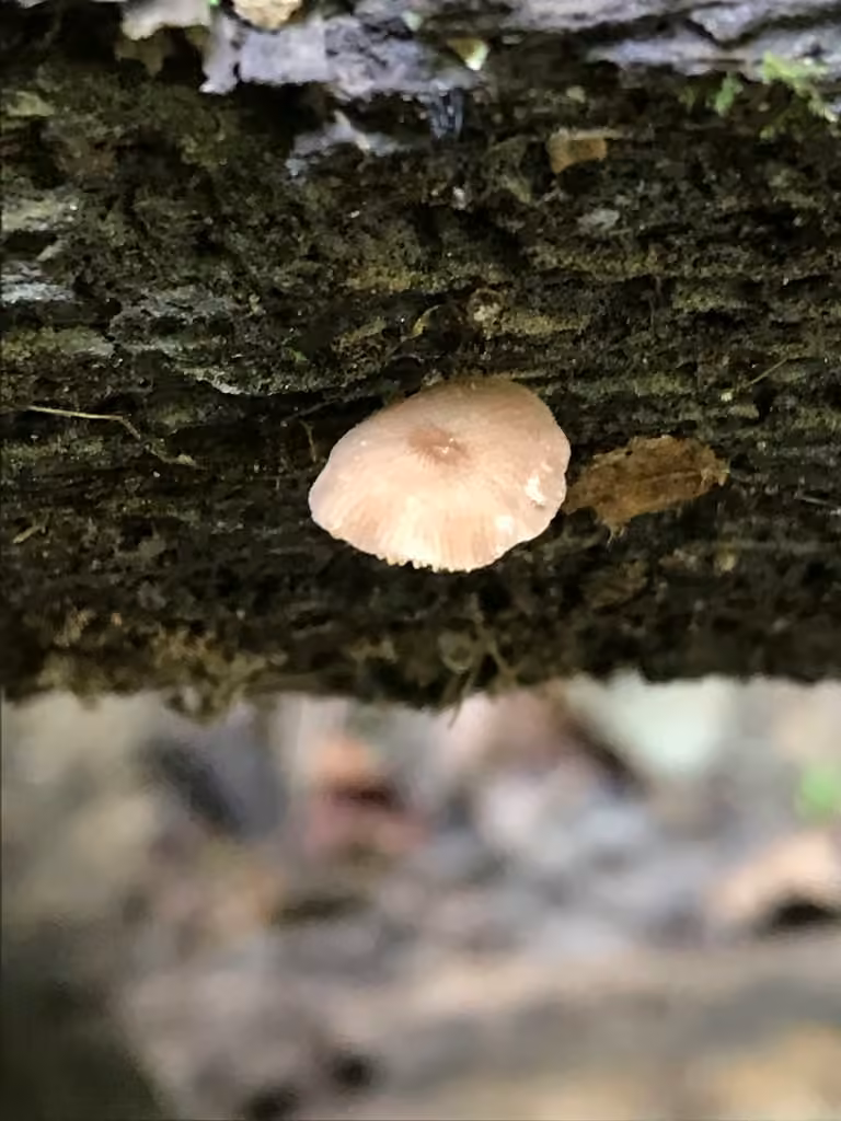 Plutée à tête soyeuse, photo 1 sur 5