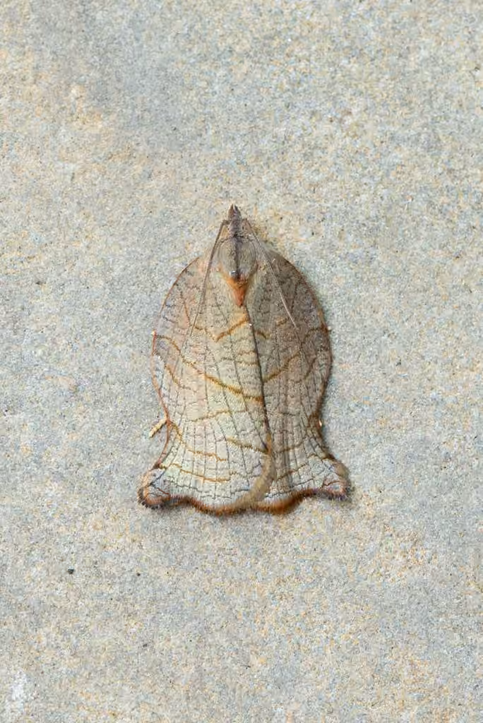 Omnivorous Leafroller, Adult