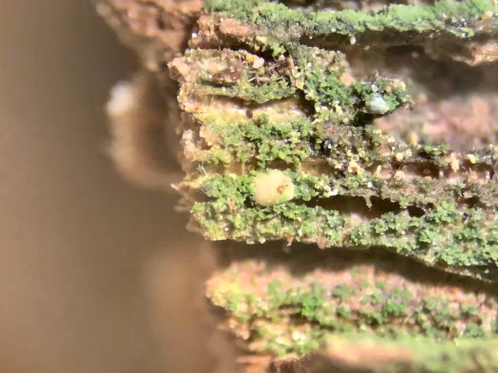 Micarée verte, photo 2 sur 5