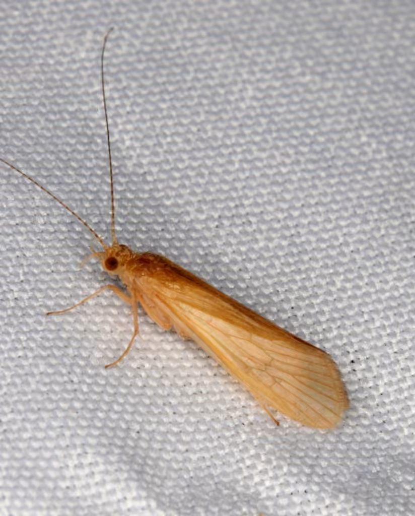 Yellow Net-spinning Caddisfly, photo 1 of 5