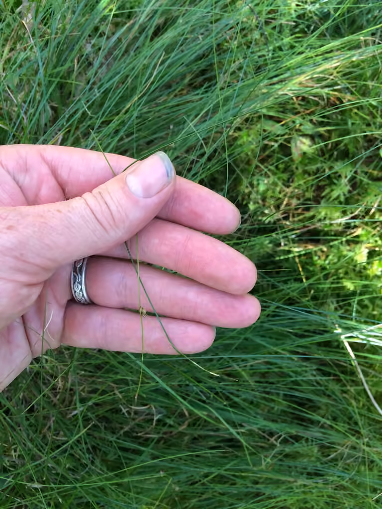 Carex de Billings, photo 1 sur 5
