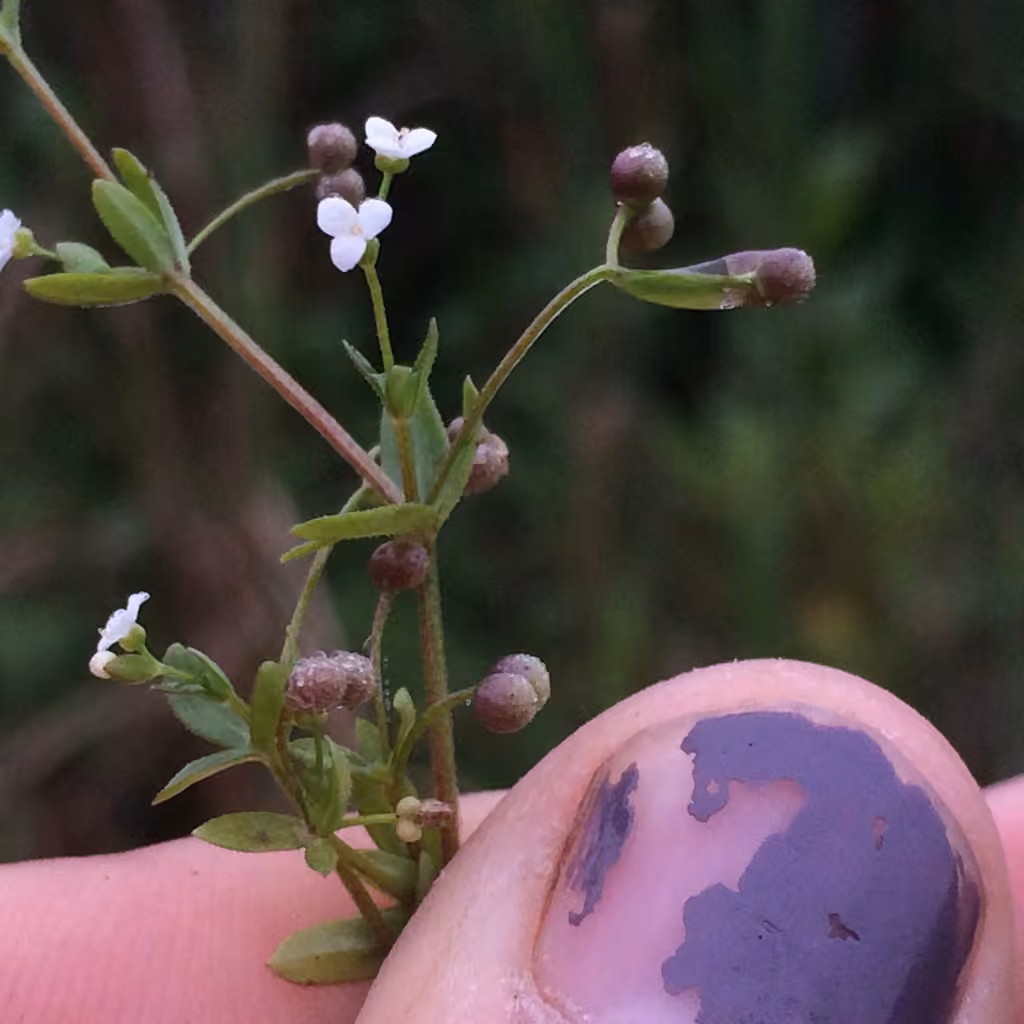 Small bedstraw, In fruit