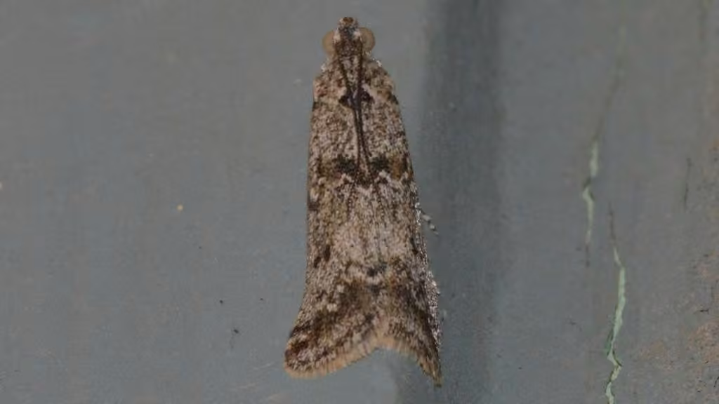 Sugarbeet Crown Borer Moth, photo 2 sur 5