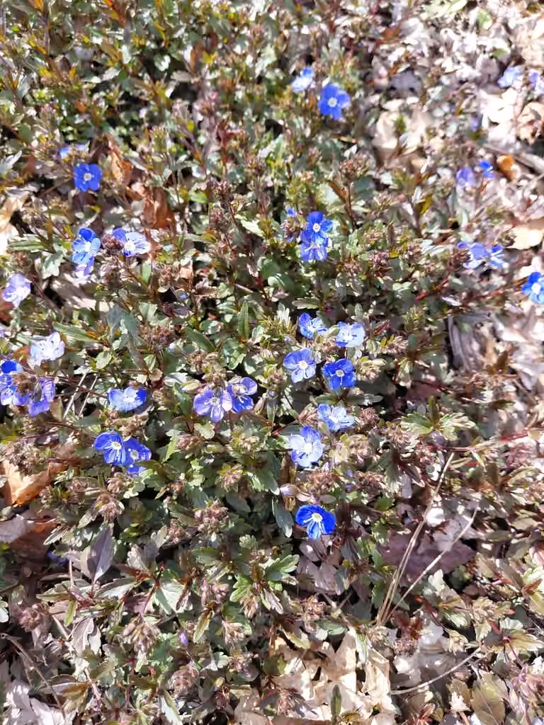 Creeping Speedwell, En boutons