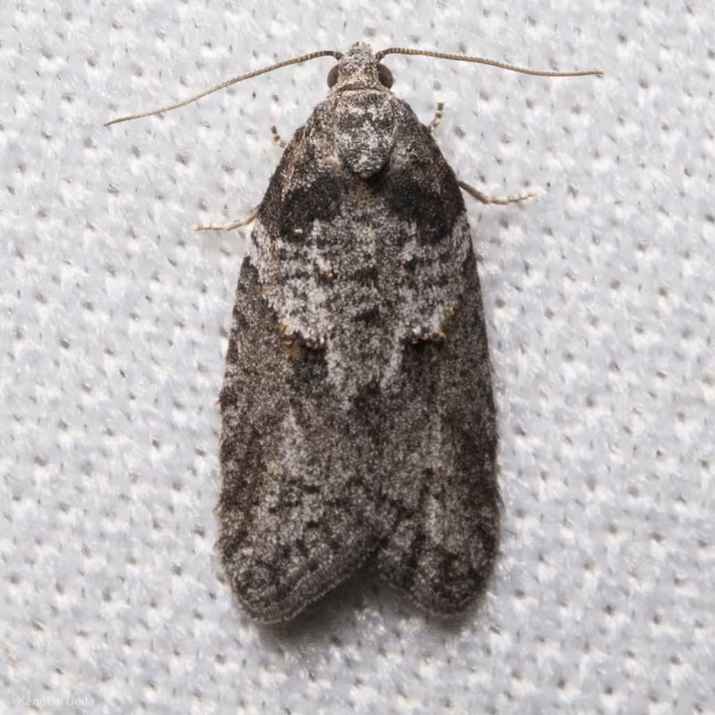 Gray-marked Tortricid, photo 1 of 5