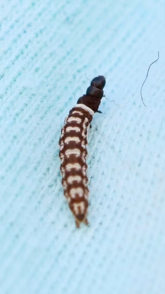 White-spotted Chionodes Moth, Caterpillar