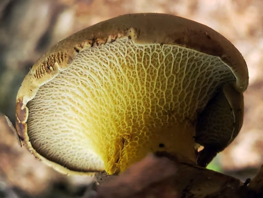 Ash Tree Bolete, photo 2 of 5